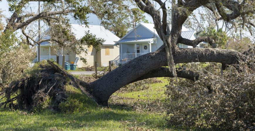 Image média: Introduce a Tiered Permit System for Removing Mature Trees on Private Property